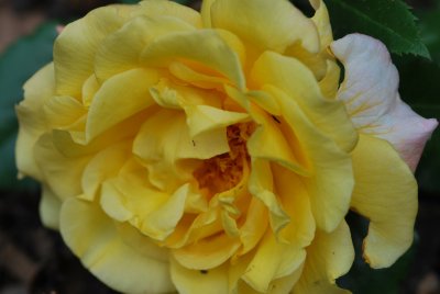 Rosa 'Moonlight' - růže